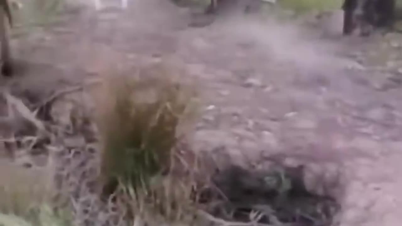 Cute and funny animals video compilation 😂😂😂