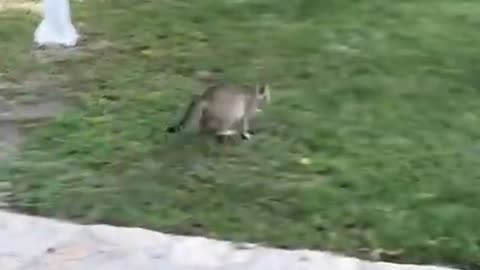 It's time to LAUGH with animals life