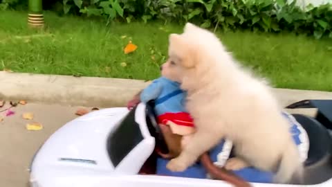 Baby monkey Bon Bon drives a car with his puppy in the garden