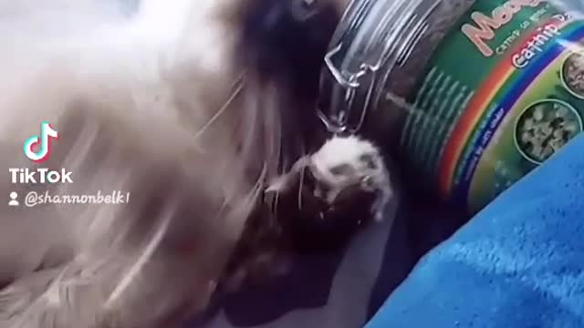 Catnip love