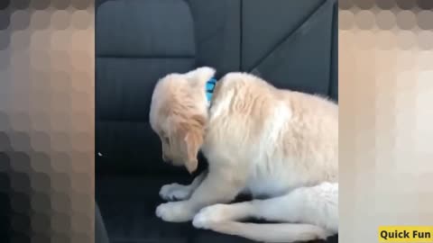 Golden Retrievers Funny Video