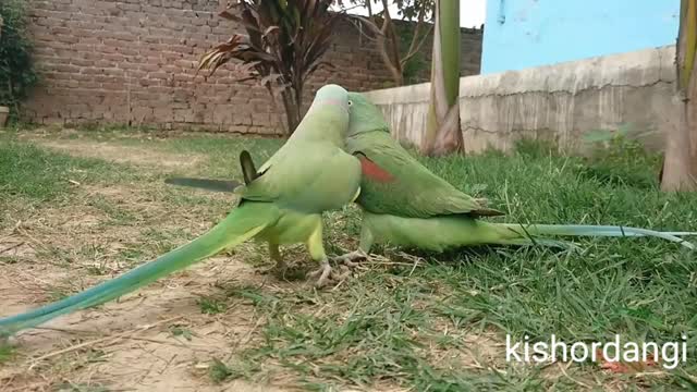 So amazing video of talking parrots on ground