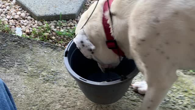 The hanging dog basket