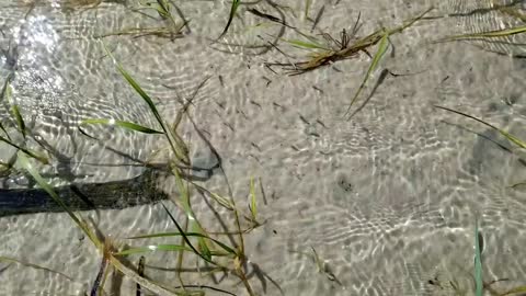 minnows in shallow water