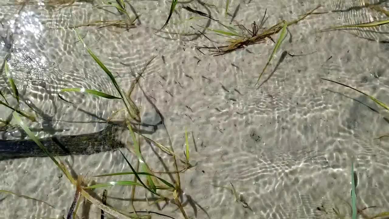 minnows in shallow water