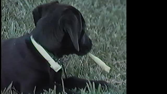 vhs transfer 1986ish cherrylee drive days