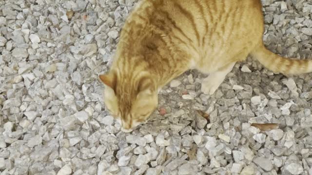 Carefully handing sausages to the street cat