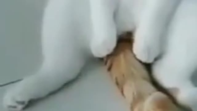 cat playing finger spin