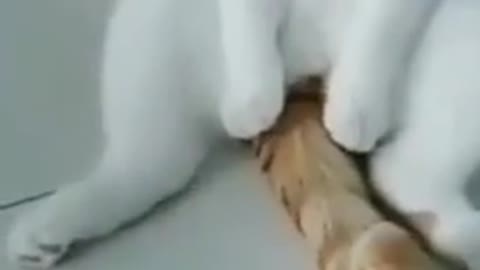 cat playing finger spin