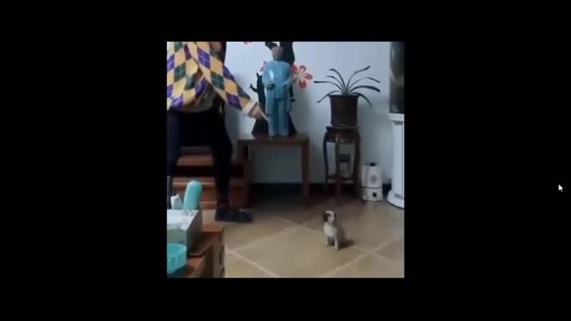 Cute Funny Dogs Video