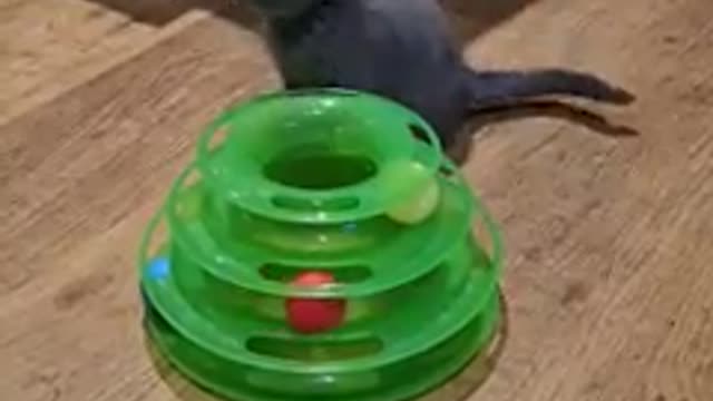 Funny cat play