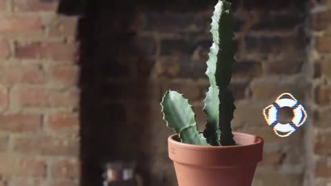 Watering a cactus