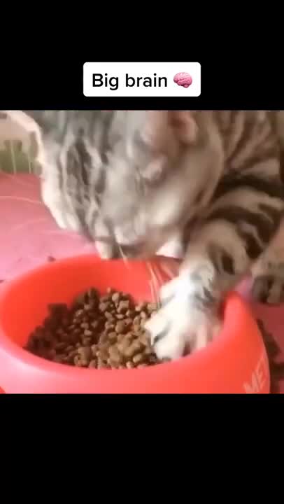 Cats and dogs _ cats meowing _ cats funny videos #shorts