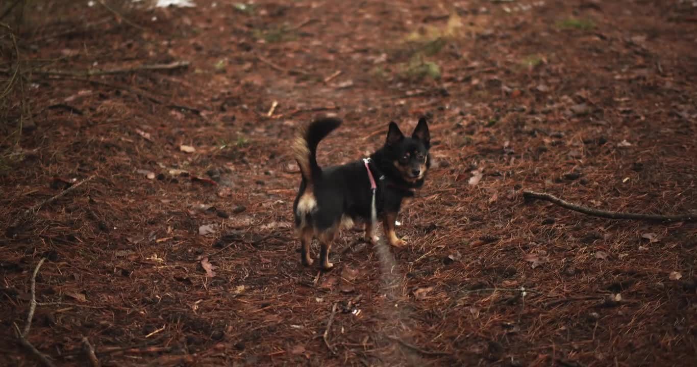 Close up of a Cute Puppy