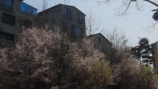 village in cherry blossoms