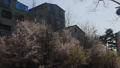 village in cherry blossoms