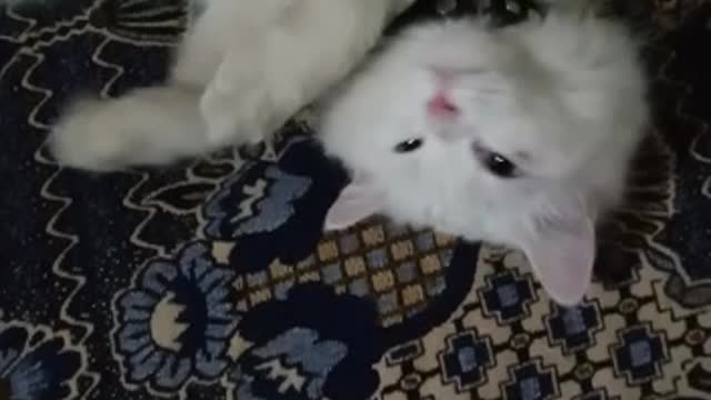 Funny Cat