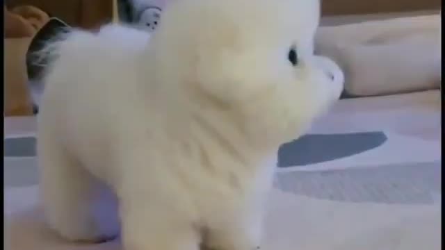 Little baby dog new