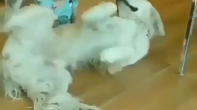 The funniest golden retriever, the reaction to the child