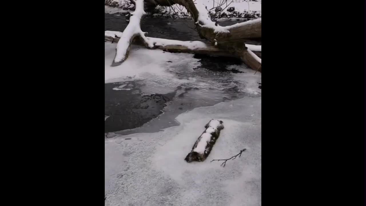 Two swans playing in the water