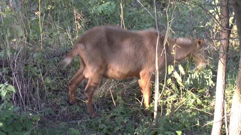 Goat forest summer animal sunny day