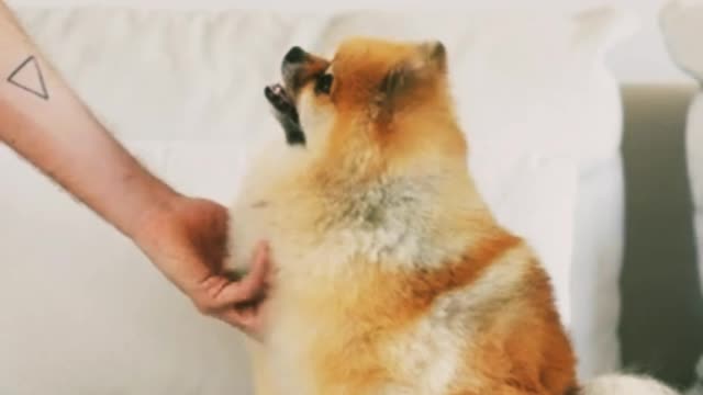 So cuteest puppies 🐕🐕