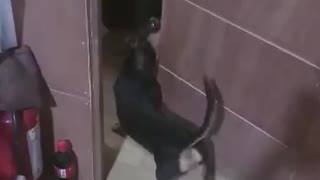 Adorable dachshund knows how to close a door