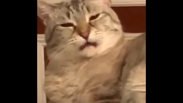 Funniest cats😹😹||🐈🐈🐈||cata doing funny things