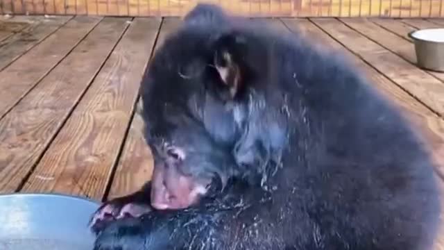 Cute Bear Cub Taking a Bath