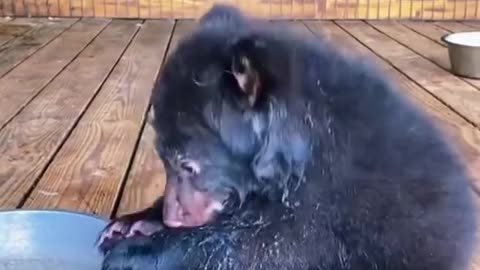 Cute Bear Cub Taking a Bath