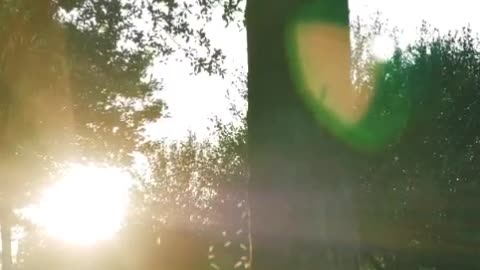 Meadow surrounded by trees on a sunny afternoon