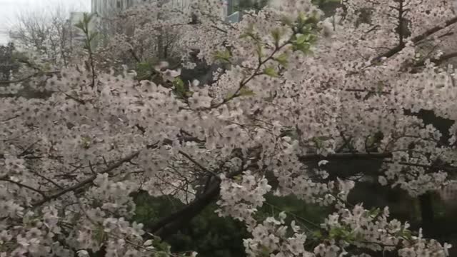 Cherry blossom scenery outside the window in spring