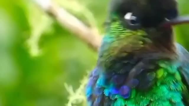 A BEAUTY OF ANIMALS IN THE WILD