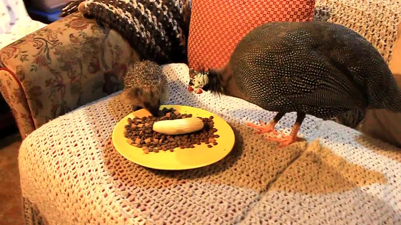 Pet guineafowl befriends wild Hedgehog