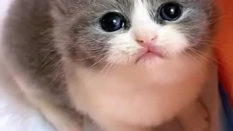 so cute cat video