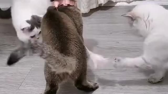 Funny Cat Video Clip