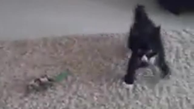 Kung Fu Kitten