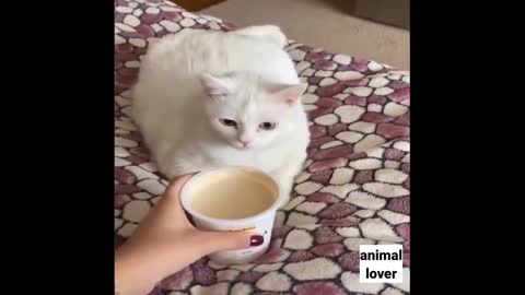 Funny cat 😸 completion (most popular) video