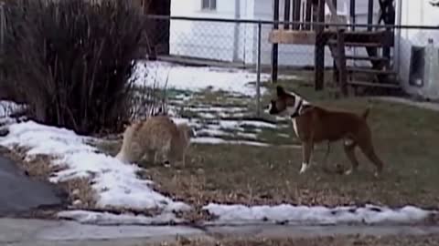 Angry cat attack dog