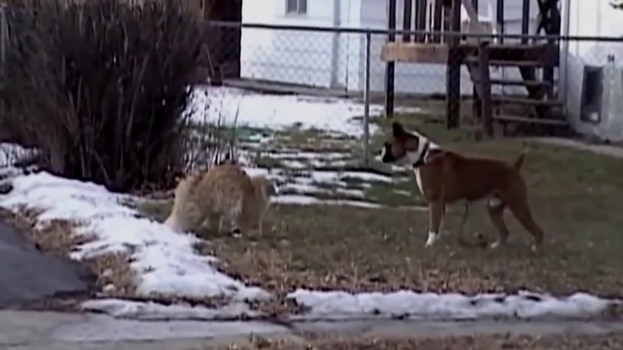 Angry cat attack dog