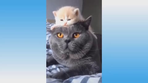 funny videos of successful animals on the net