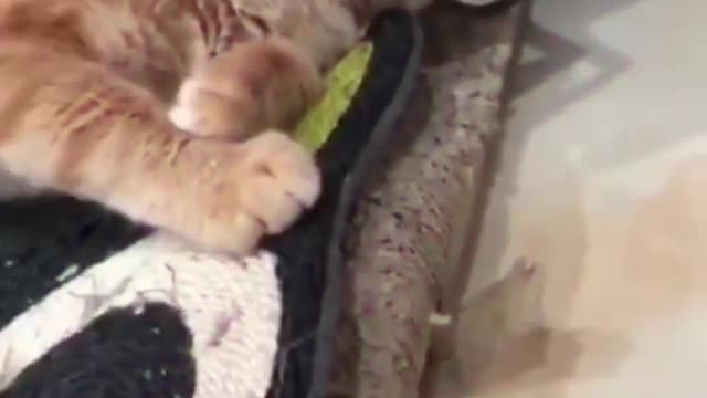Cool cat is online,