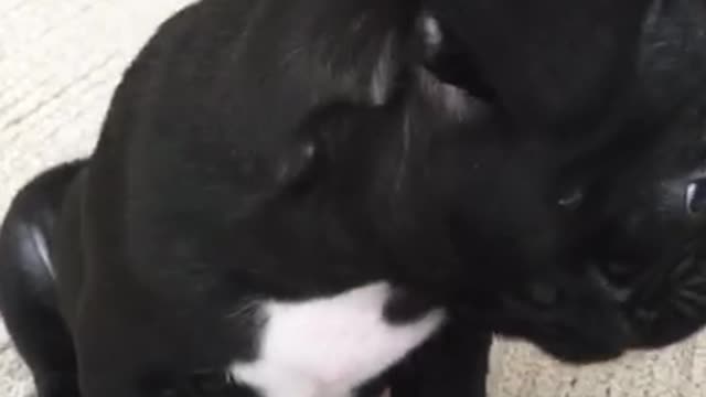 Black french bulldog puppy licks lips on carpet