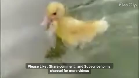 Funny videos of the cute animals