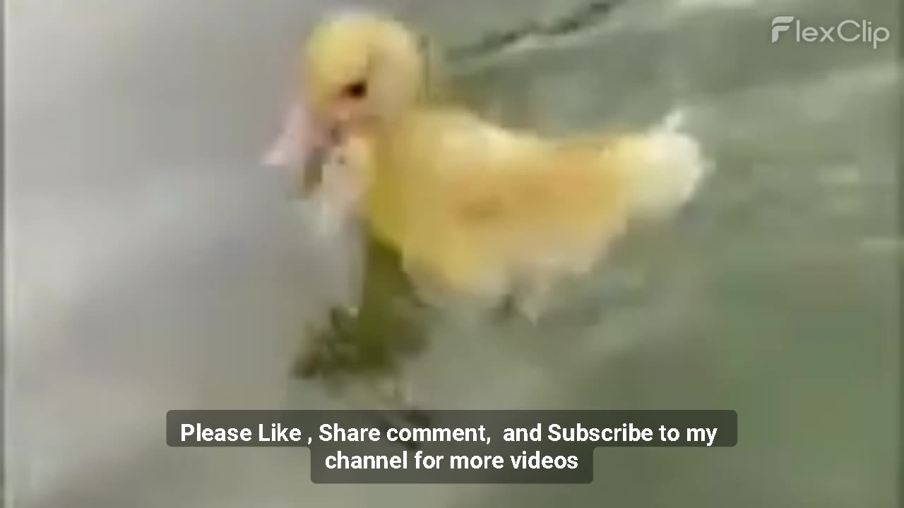 Funny videos of the cute animals