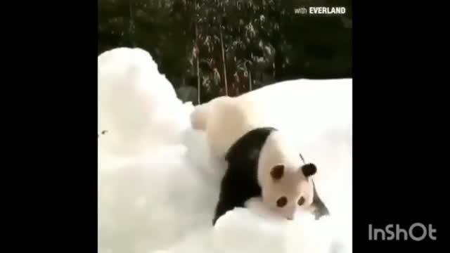 Awwww Cute panda funny clip| cute animals