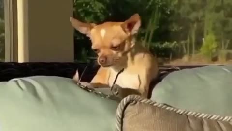 Funny dog