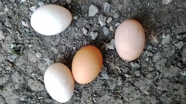 Egg kitechens