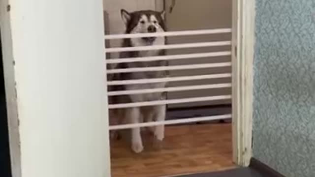 Alaskan Malamute. Dog jumping over an obstacle #dog #ShortsDog #AlaskanMalamute