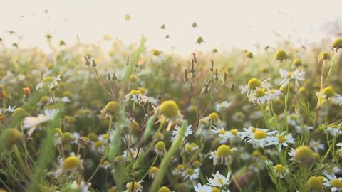 Record the most beautiful moment in nature